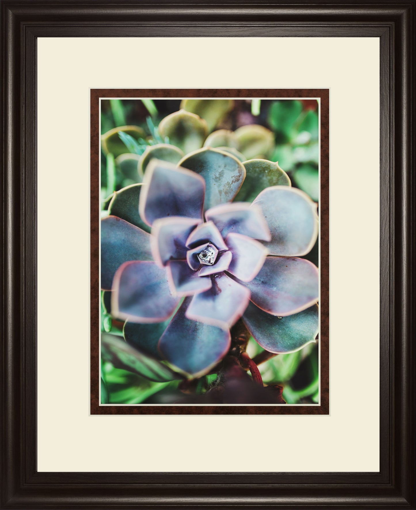 Succulence Beauty By Chelsea Kedron