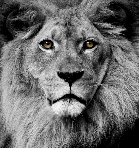 Framed - Stunning King
