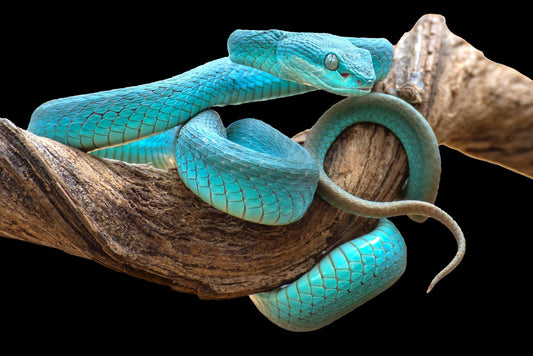 Tempered Glass With Foil - Turquoise Snake - Light Blue