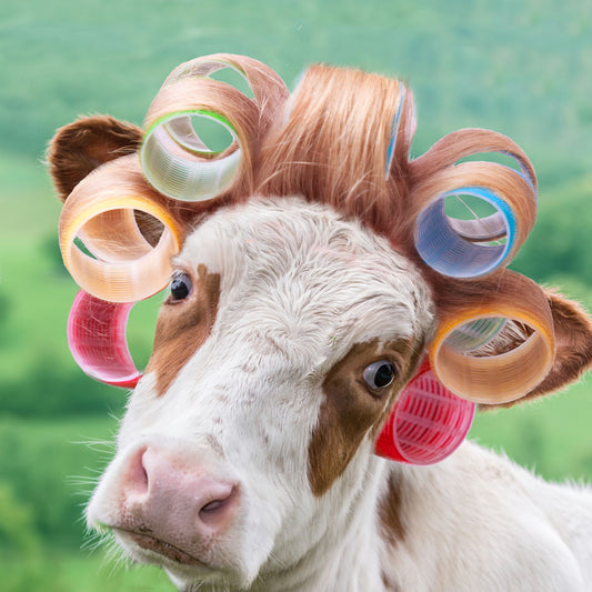 Small - Cow In Curlers By A.v. Art