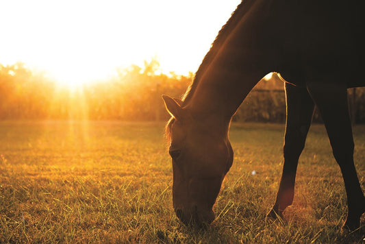 Small - Sunset Grazing I By Donnie Quillen