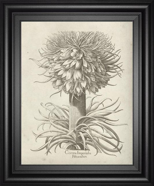Fresco Crown Imperial I By Vision Studio 22x26 - Dark Gray