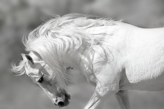 Framed - White Stallion By Danita Delimont