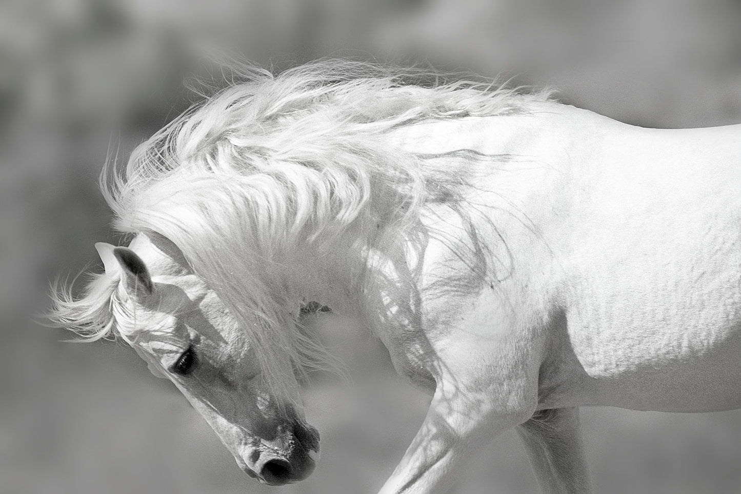 Framed Small - White Stallion By Danita Delimont