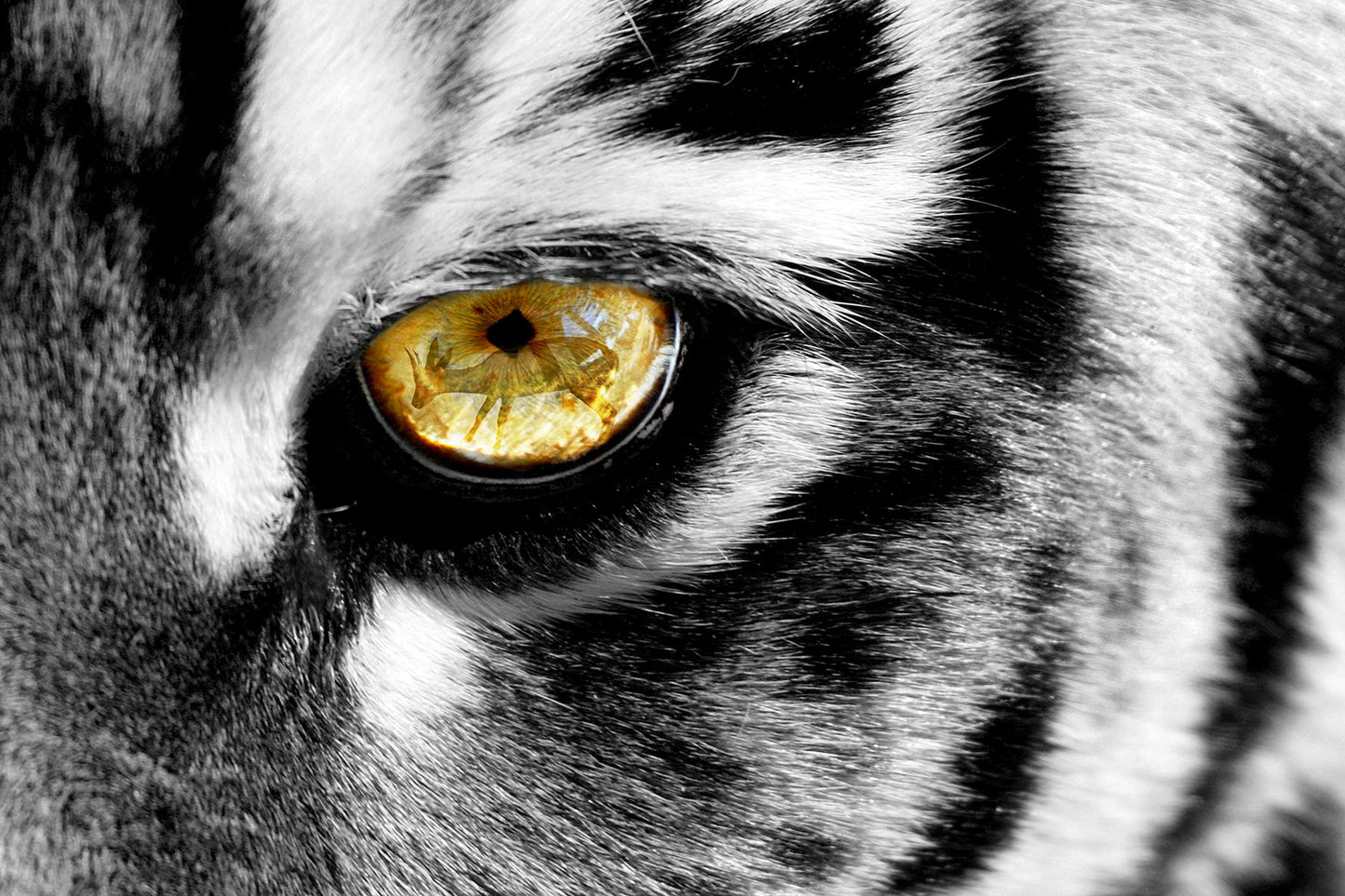 Temp Glass With Foil - Eye Of A Tiger