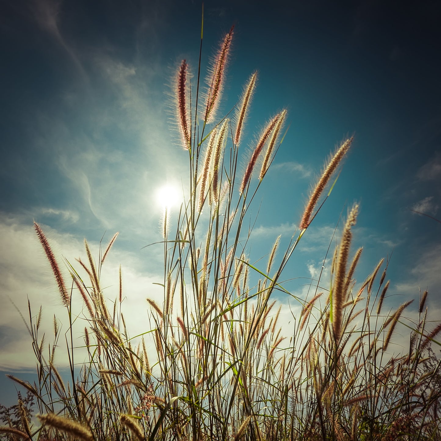 Framed Small - Cat Tails