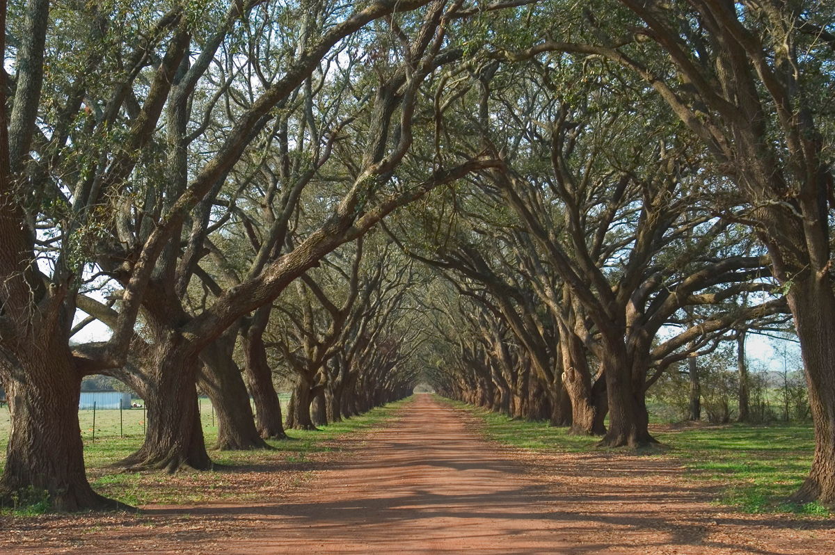 Framed Small - Oak Alley By Alexey