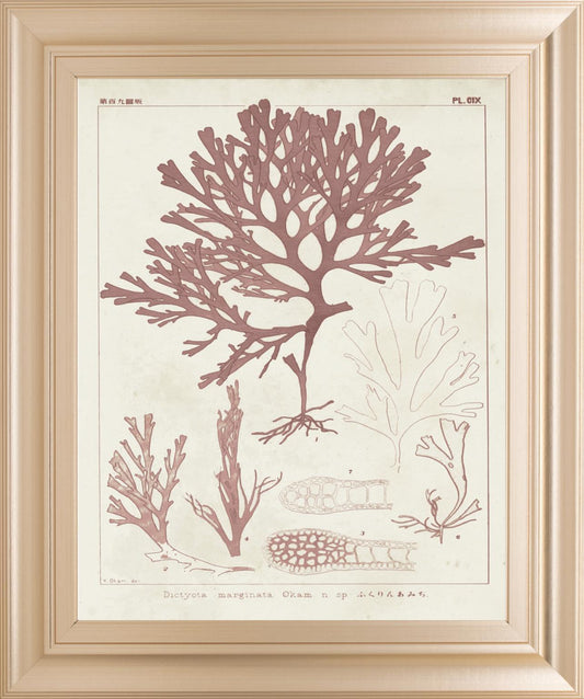 Antique Coral Seaweed II By Vision Studio 22x26 - Pink