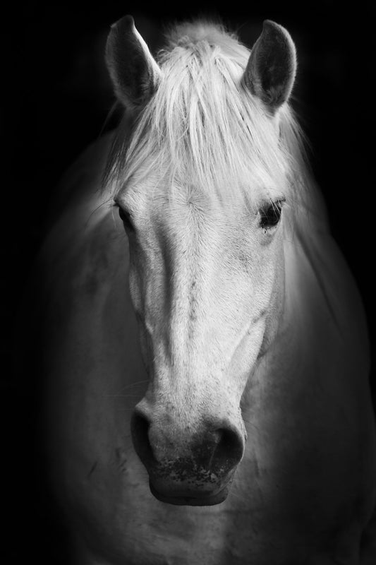 Temp Glass With Foil - White Horse