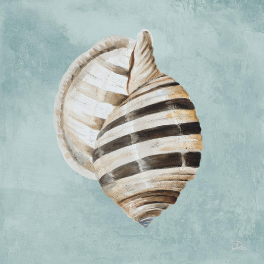 Framed - Modern Shell On Teal I By Patricia Pinto