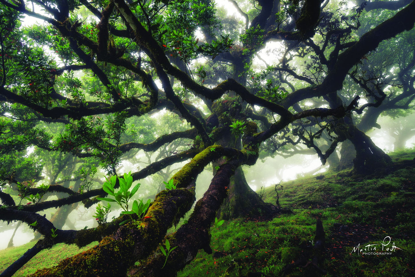 Framed Small - Tentacles By Martin Podt