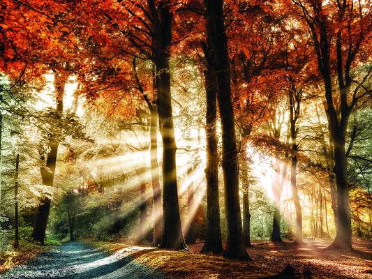 Framed Small - Dreaming In By Lars Van De Goor