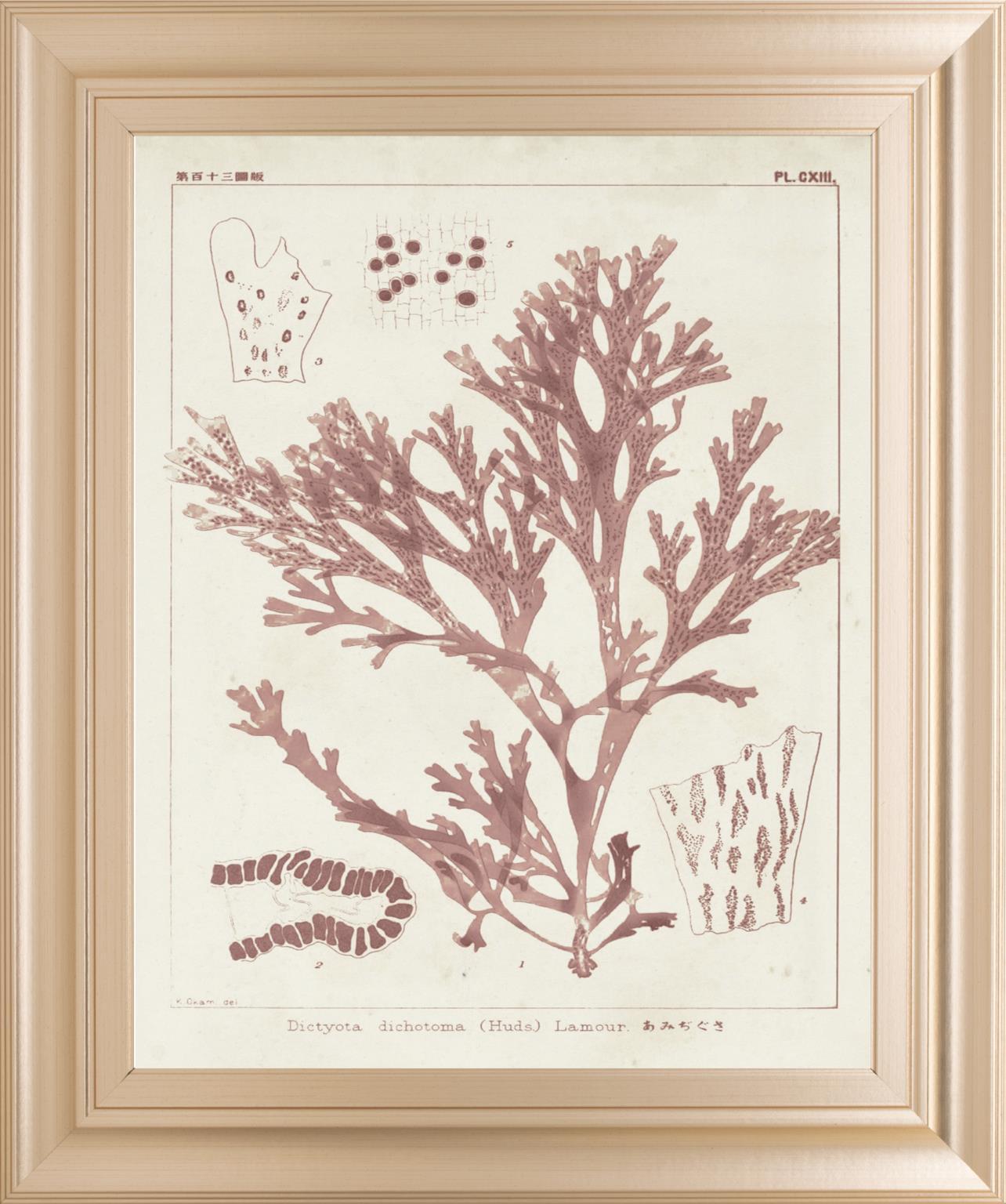 Antique Coral Seaweed I By Vision Studio 22x26 - Pink