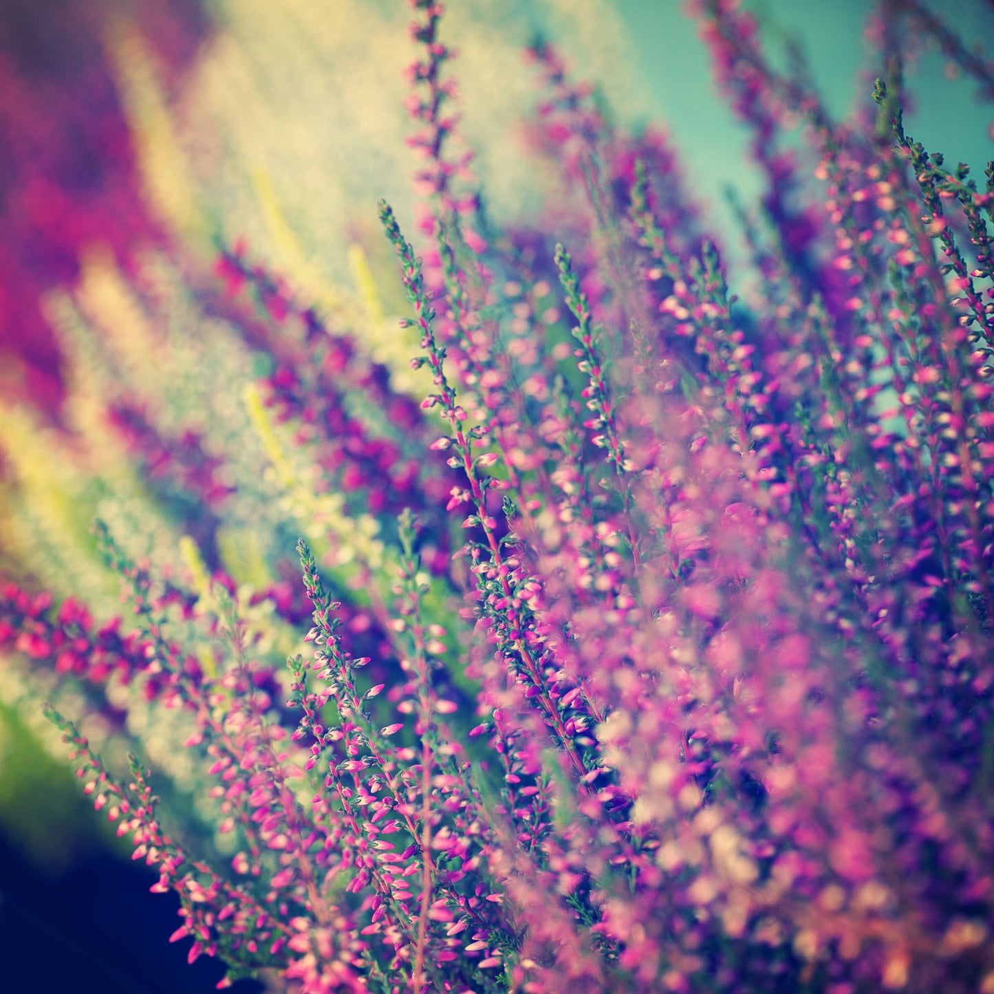 Framed Small - Lavender