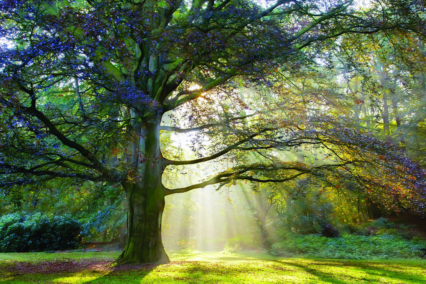 Framed Small - The Natural Queen By Lars Van De Goor