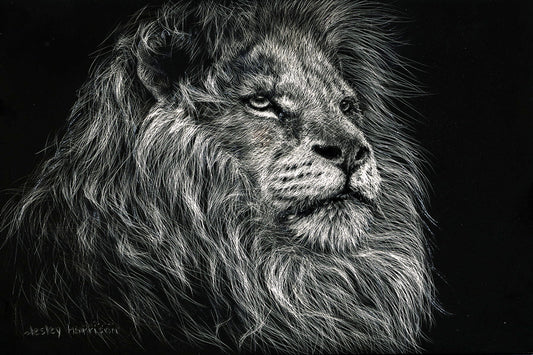 Framed - African Lion By Lesley Harrison