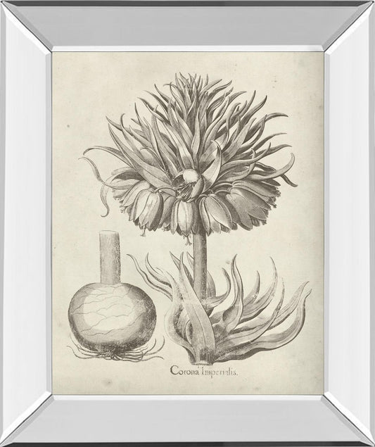 Fresco Crown Imperial II By Vision Studio - Dark Gray