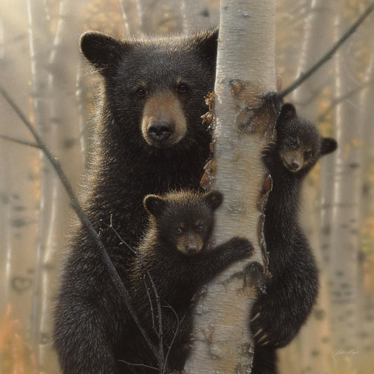 Small - Black Bear By Collin Bogle