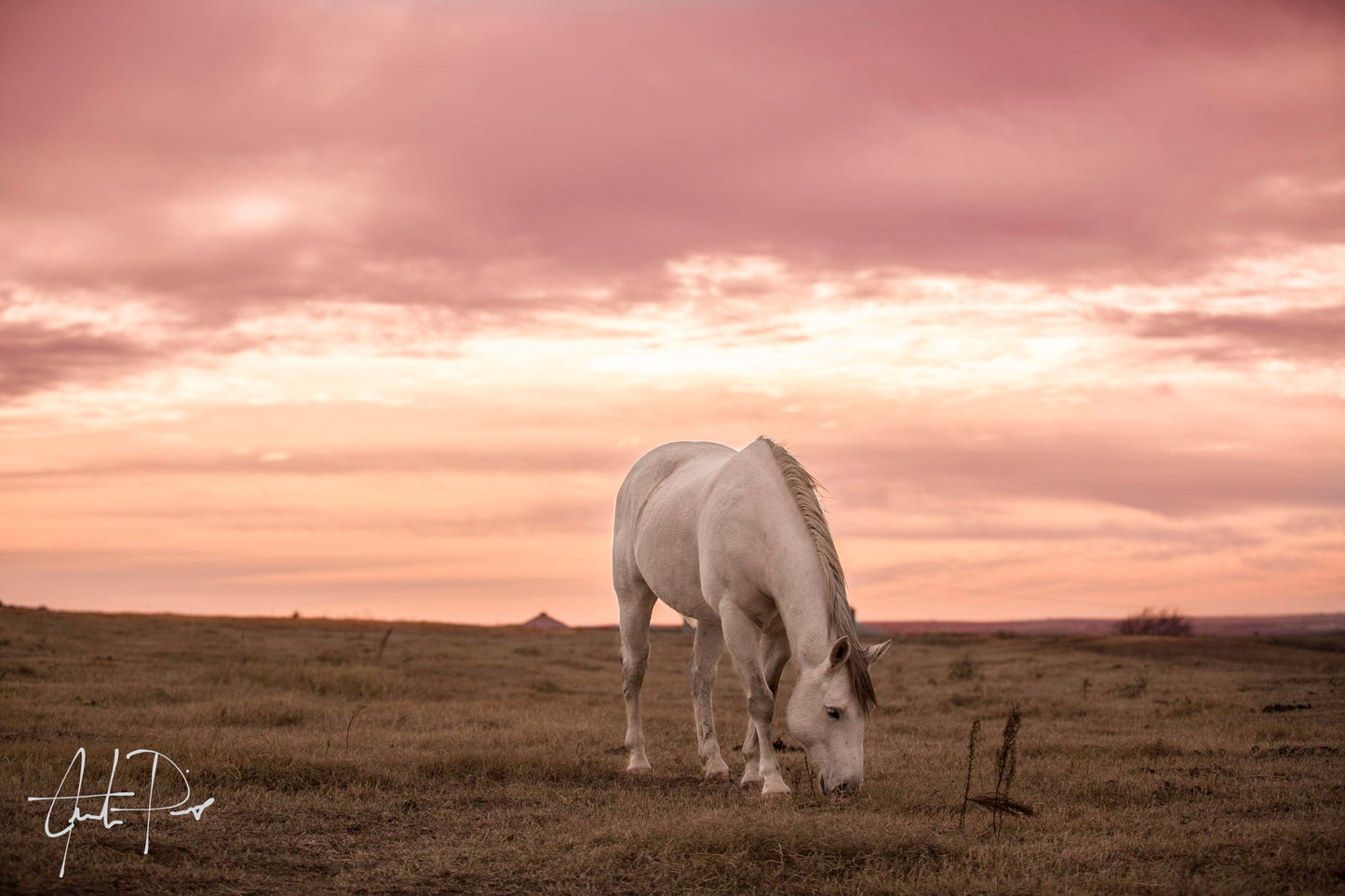 Framed Small - Pink Skies By Justin Pius