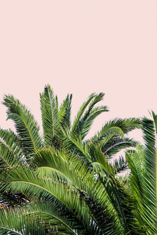 Framed - Tropical Leaves On Blush II By Acosta