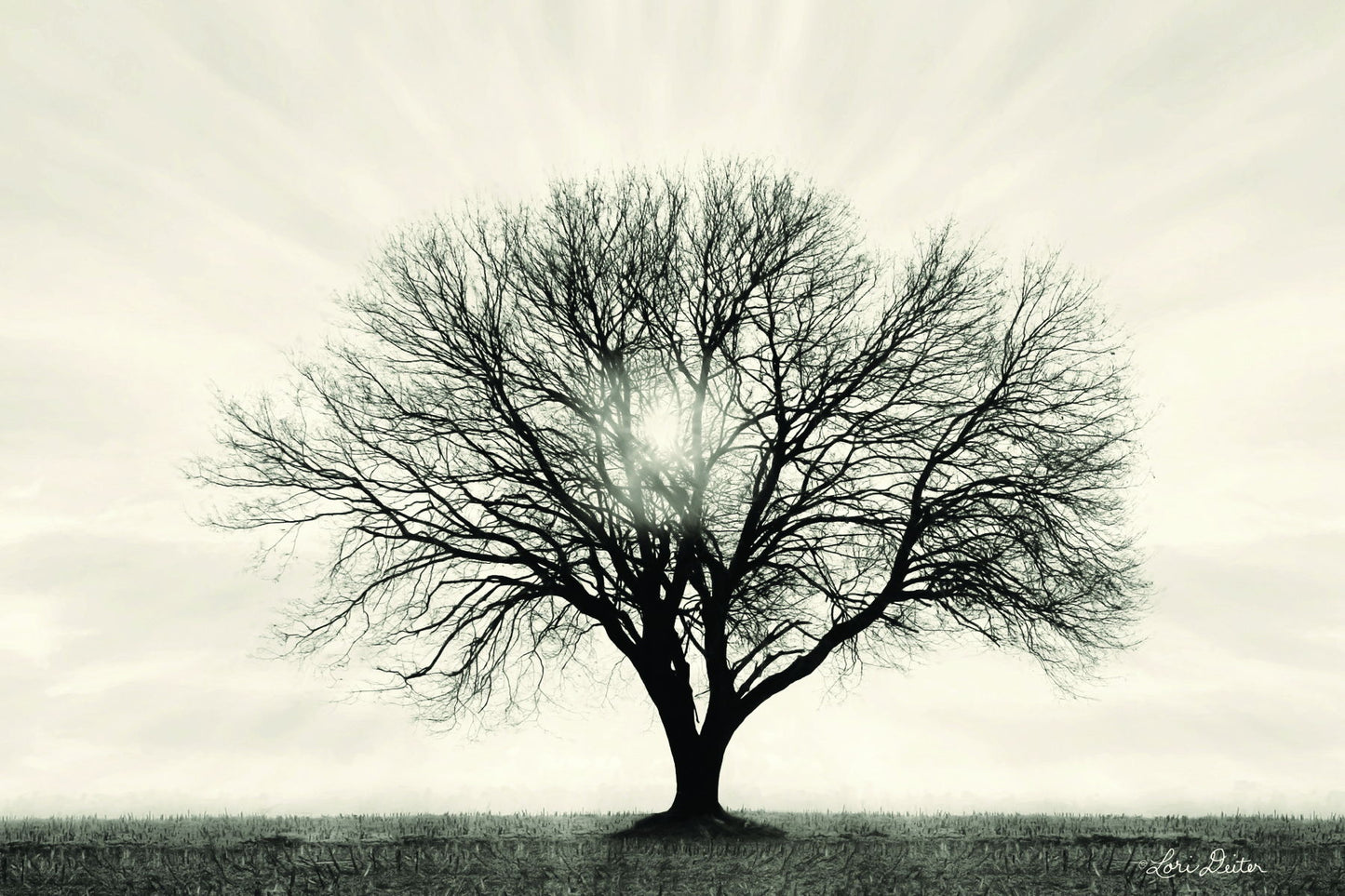 Framed - Grow In Different Directions By Lori Deiter