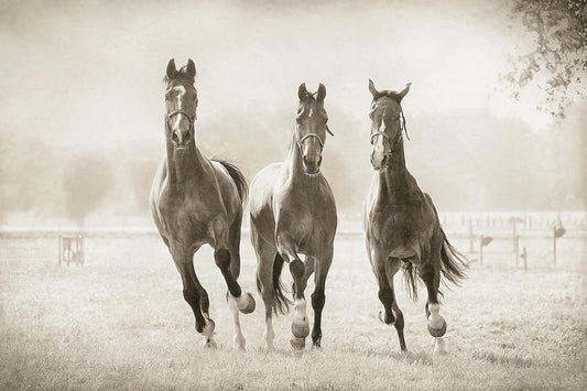 Small - The Young Ones By Lars Van De Goor