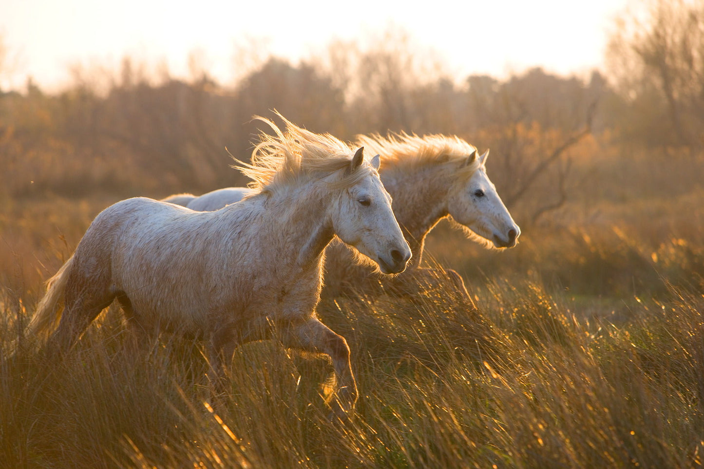 Two Horses Galloping By Jimmy'z - Dark Brown