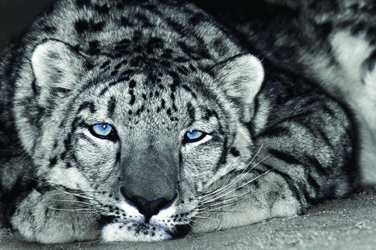 Small - Snow Leopard Sanctuary By D. Welling