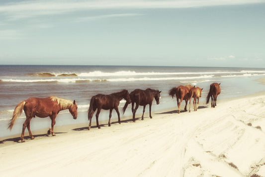 Small - Horses On The Beach By Kathy Mansfield