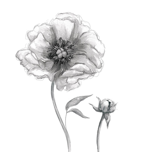 Small - Sketchy Peony By Carol Robinson