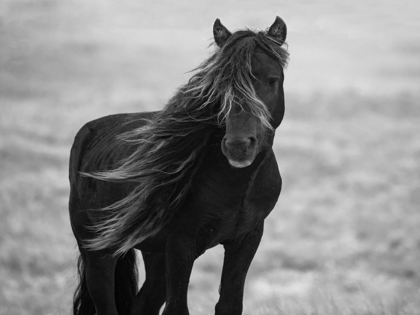 Small - Iclandic Mare By Carol Walker