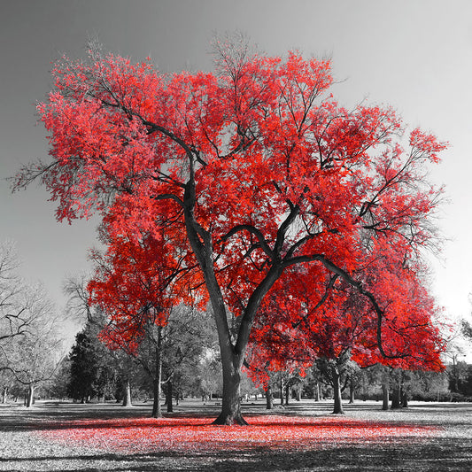 Temp Glass With Foil - Red Tree