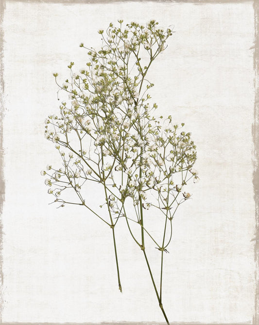 Small - Farmhouse Pressed Flower I By Natalie Carpentieri