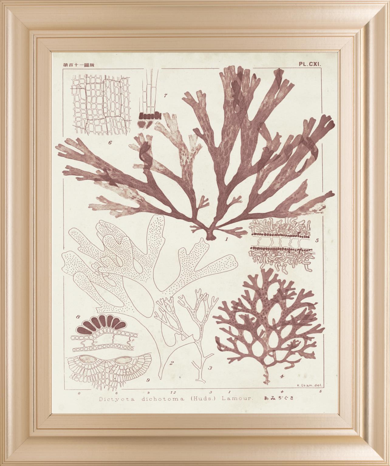 Antique Coral Seaweed IV By Vision Studio 22x26 - Pink